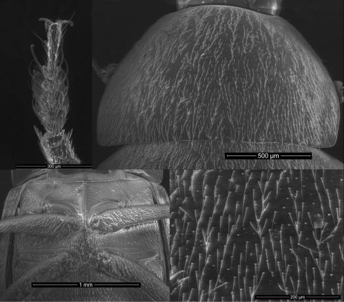 Réf. 333 087 : Speodiaetus galloprovincialis